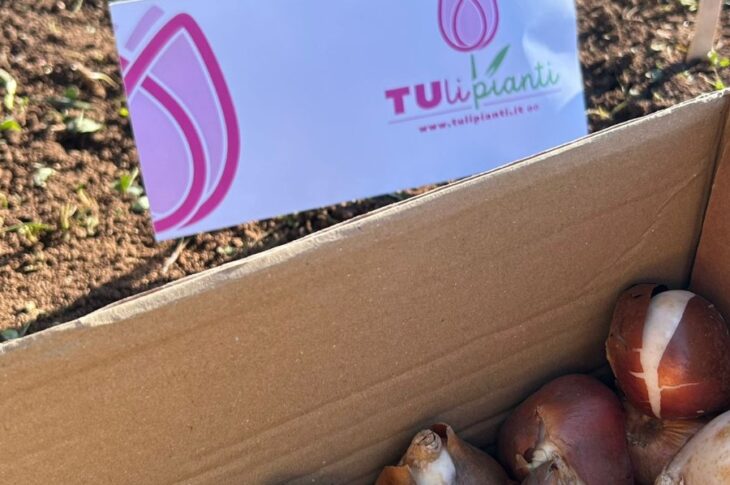 Tulipianti2