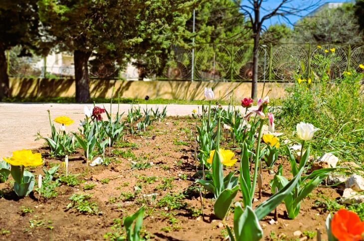 Tulipianti24