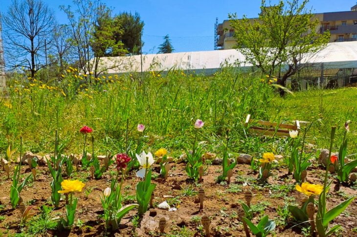 Tulipianti25