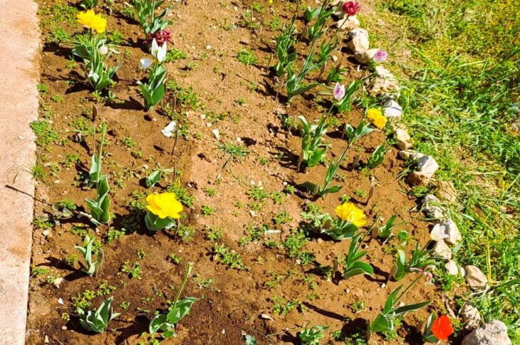 Tulipianti26