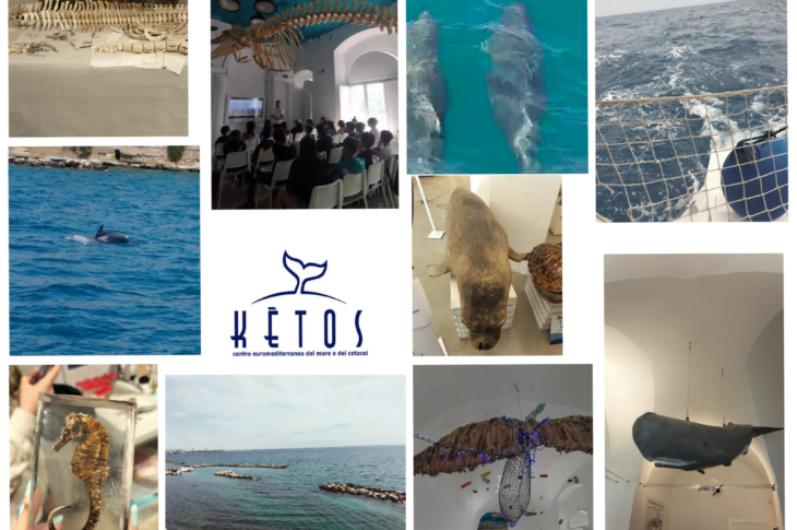 collage ketos